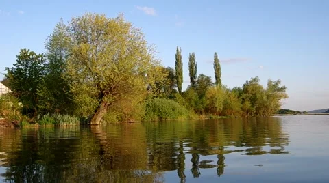 Willow on the bank of the lake Stock Footage 51007996