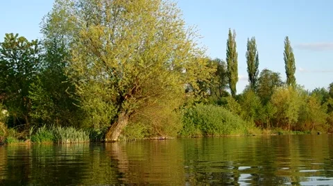 Willow on the bank of the lake Stock Footage 51008015
