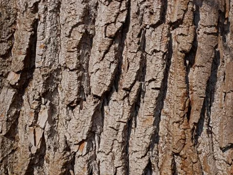 Willow bark close-up Stock Photos