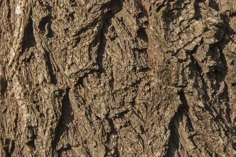Willow bark closeup Stock Photos