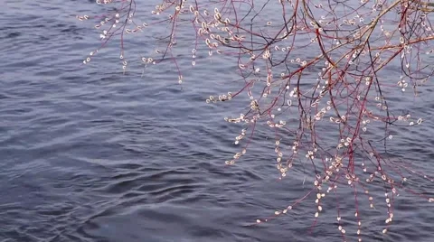 Willow blooms in spring Video stock 61173311