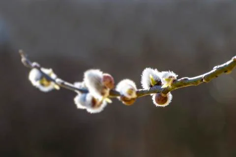 Willow blossom Stock Photos