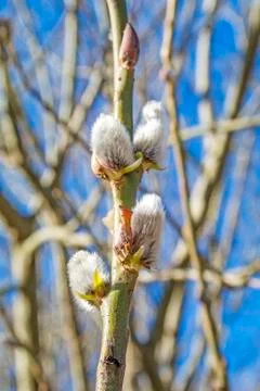 Willow blossom Stock Photos