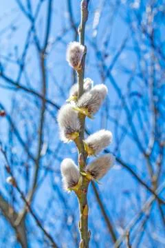 Willow blossom Stock Photos