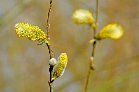 Willow blossom Stock Photos