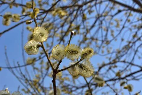 Willow in blossom Fotos de archivo