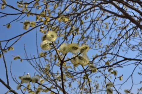 Willow in blossom Stock Photos