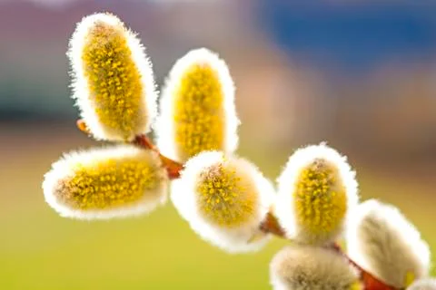 Willow blossom Stock Photos
