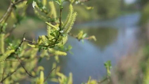 Willow blossom with river Morava on the background Stock Footage 74499224