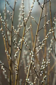 Willow blossomed. Spring came. Sunny day Stock Photos