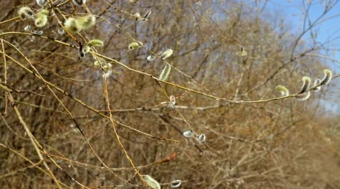Willow blossoms in the boreal forest in spring. Stock Footage 49911746