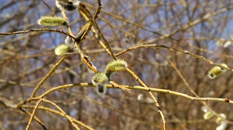 Willow blossoms in the boreal forest in spring. Stock Footage 49911749