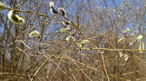 Willow blossoms in the boreal forest in spring in nature. Stock Footage 49911750