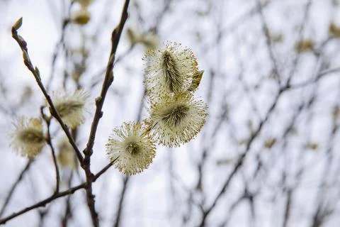 Willow blossoms in the forest in spring. Easter is the holiday of Palm Sunday Stock Photos