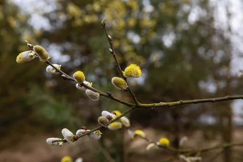 Willow blossoms in the forest in spring. Easter is the holiday of Palm Sunday Stock Photos