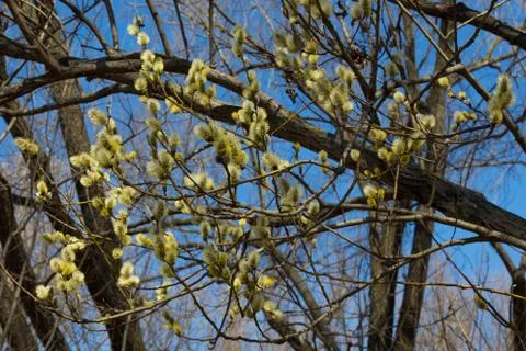 Willow blossoms Stock Photos