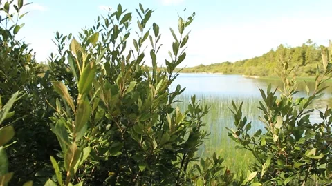 Willow blowing in the wind by a lake Stock Footage 224941519