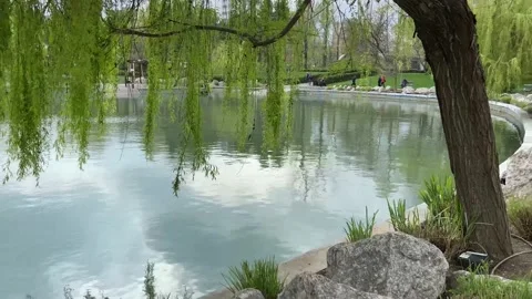 The willow bowed green beautiful branches over the lake. Stock Footage 238556540