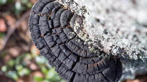 Willow bracket fungus cinemagraph Stock Footage 101066106