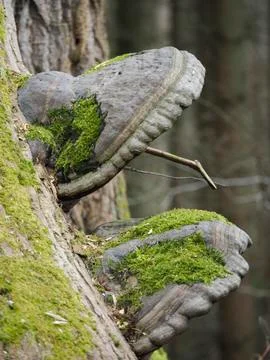 The Willow Bracket (Phellinus igniarius) is an inedible mushroom Stock Photos