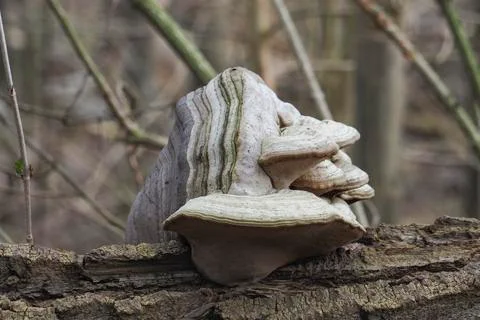 The Willow Bracket (Phellinus igniarius) is an inedible mushroom Stock Photos