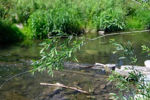 Willow branch above a stream Фото