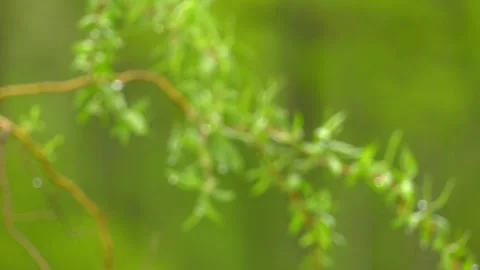 Willow branch after the rain. Raindrops on willow leaves Video stock 110826823