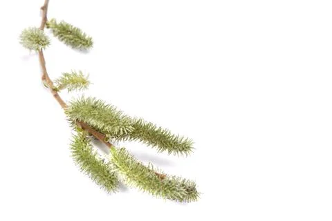 Willow branch in bloom isolated on white background. Stock Photos