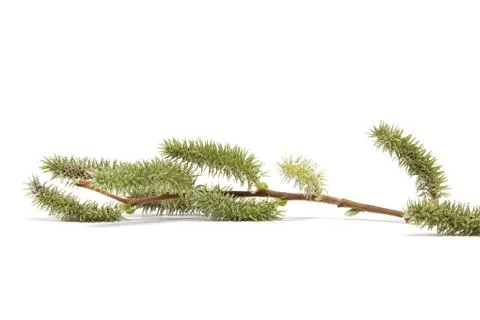 Willow branch in bloom isolated on white background. Stock Photos