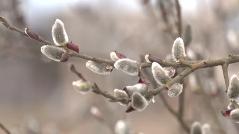 Willow on a branch, blooming willow in the spring park. Video stock 242286014