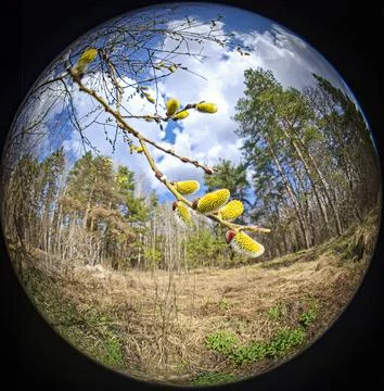 Willow branch blooms in spring forest under bright blue sky with fluffy cloud 스톡 사진