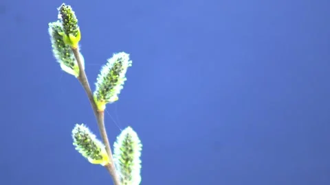 Willow branch on a blue background, macro. Copy space for text, outdoor Stock Footage 306366578