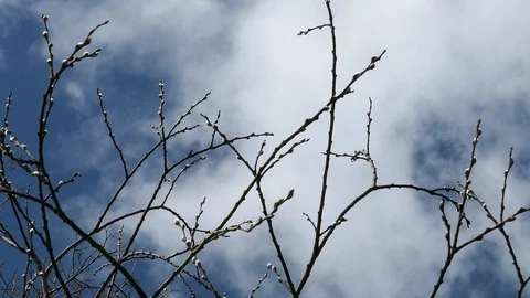 Willow Branch On Blue Sky Background In Spring Sunny Day Video stock 88544898