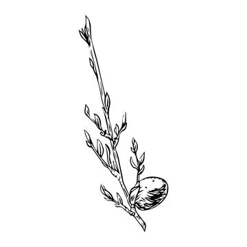 Willow branch with cats for Easter holiday. Vector illustration drawn by hand Stock-Illustration
