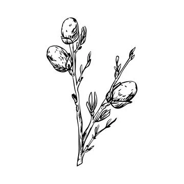 Willow branch with cats for Easter holiday. Vector illustration drawn by hand Stock Illustration