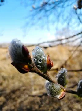 Willow branch in dew drops Stock-Fotos