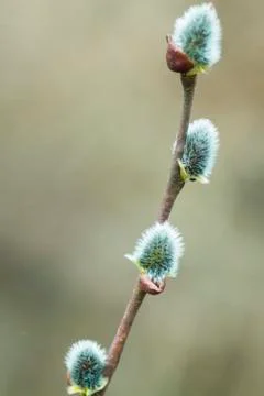Willow branch dissolved in the spring Stock Photos