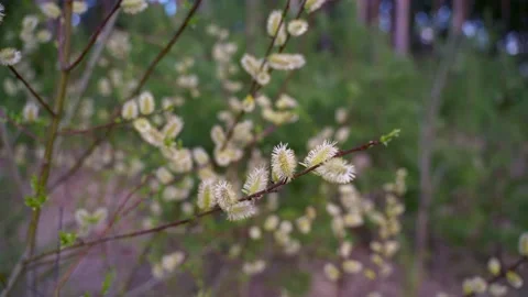 Willow branch with flowering buds in the forest. Stockbeeldmateriaal 196074486