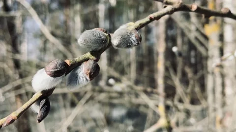 Willow branch. Stock Footage 239512679