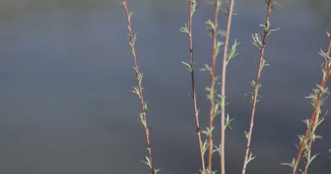 Willow Branch in Foreground by River with Shallow Depth of Field Stockbeeldmateriaal 333599095