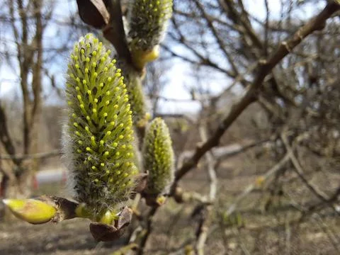 Willow on a branch in the forest Foto stock