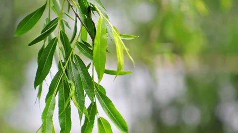 Willow branch gwinging on a wind Stockbeeldmateriaal 38418806