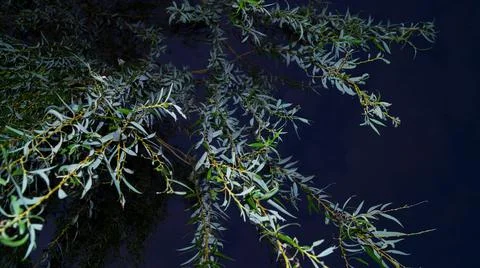 Willow branch hangs against the background of the night sky, lower angle Stock Photos