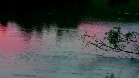 Willow branch in the light of a pink sunset Stock Footage 78366034
