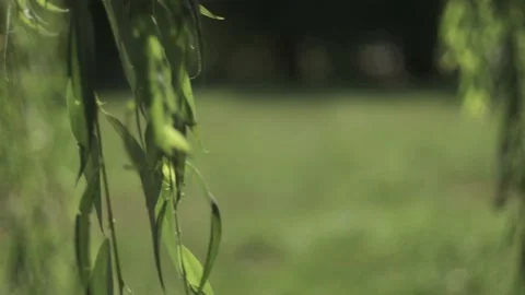 Willow branch moved by wind at summer Stock Footage 136959515