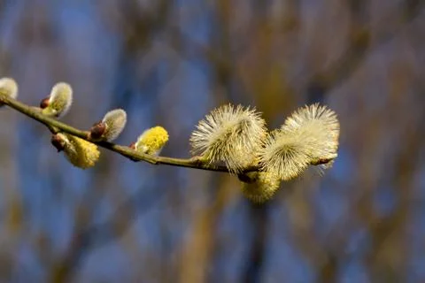 Willow branch with opening aments Stock Photos