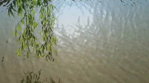 Willow branch over the river Stock Footage 37100390