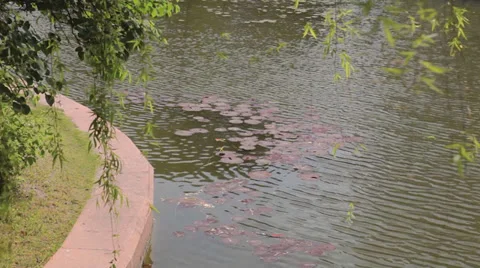 Willow branch over the river Stock Footage 37107980