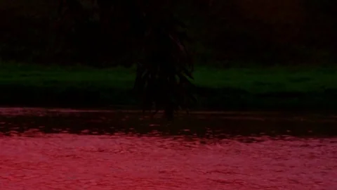 Willow branch over the river Stock Footage 79981016