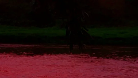 Willow branch over the river 库存影片 79981033